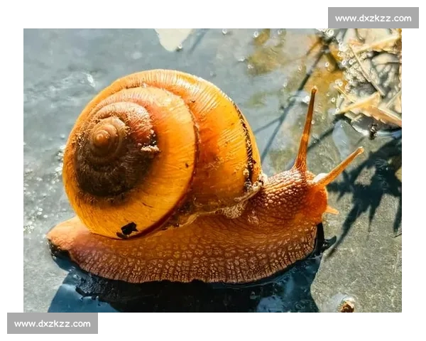 在缓慢与坚持中前行的蜗牛比赛成长启示作文新视角深度思考与人生启迪 在缓慢与坚持中前行的蜗牛比赛成长启示作文新视角深度思考与人生启迪