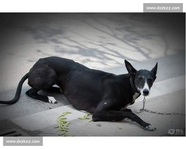 震撼实拍格力犬赛场极速追逐比赛视频全纪录揭秘幕后训练故事精彩瞬间 震撼实拍格力犬赛场极速追逐比赛视频全纪录揭秘幕后训练故事精彩瞬间